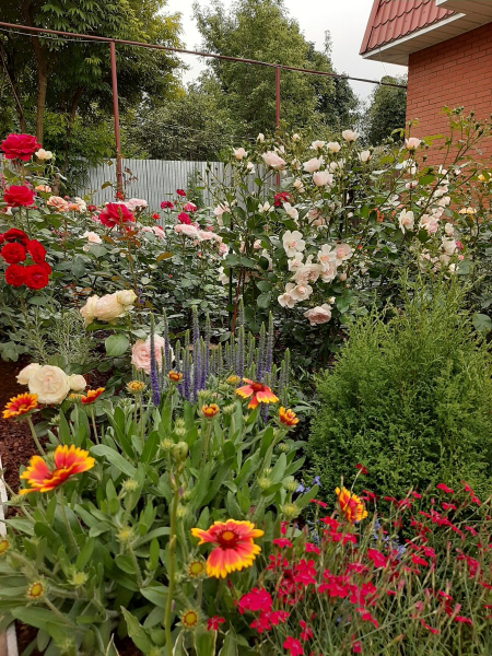 Мой сад онлайн. 11.04.21. Рыхление роз, посадки и о разном